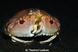 found iin Lembeh; D200 by Thomas Lueken 